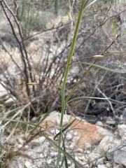 Eulobus californicus