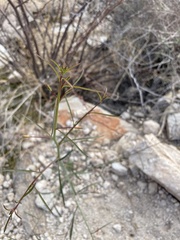 Eulobus californicus