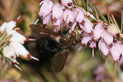 Epalpus