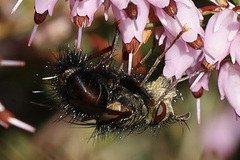 Epalpus