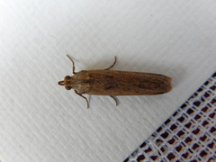 Faveria laiasalis
