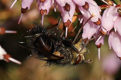 Epalpus