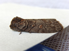Discophlebia celaena