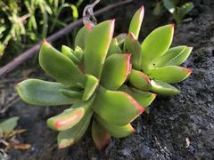 Dudleya caespitosa