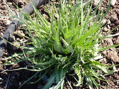 Microseris laciniata laciniata