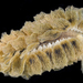 Polybranchia jensenae - Photo (c) smithsonian_marinegeo, algunos derechos reservados (CC BY-NC-SA), subido por smithsonian_marinegeo
