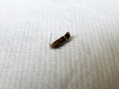 Aproaerema simplexella