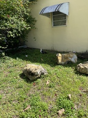 Cairina moschata domestica