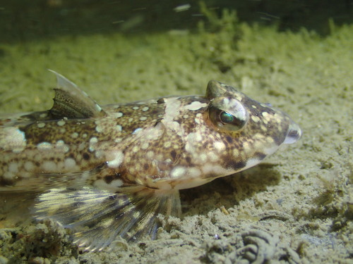 Reticulated Dragonet