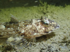 Reticulated Dragonet photo 3