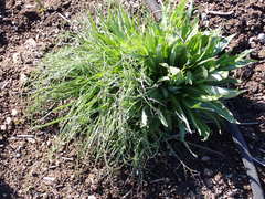 Microseris laciniata laciniata