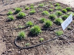 Microseris laciniata laciniata