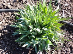 Microseris laciniata laciniata