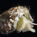 Indomodulus tectum - Photo (c) smithsonian_marinegeo, some rights reserved (CC BY-NC-SA), uploaded by smithsonian_marinegeo