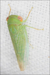 Rosopaella leurensis