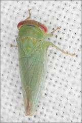 Rosopaella leurensis