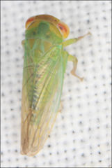 Rosopaella leurensis