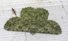 Aeolochroma viridicata