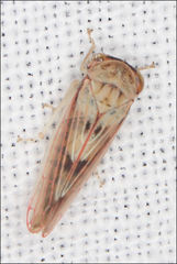 Austroagalloides