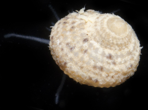 Herpetopoma gemmatum observed 2017-05-22