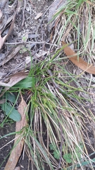 Carex breviculmis