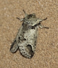 Antithemerastis acrobela