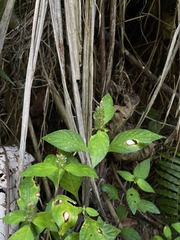 Lepidagathis alopecuroidea