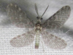 Nallachius americanus