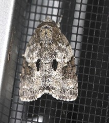 Blenina lichenopa