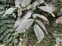 Cordia sulcata