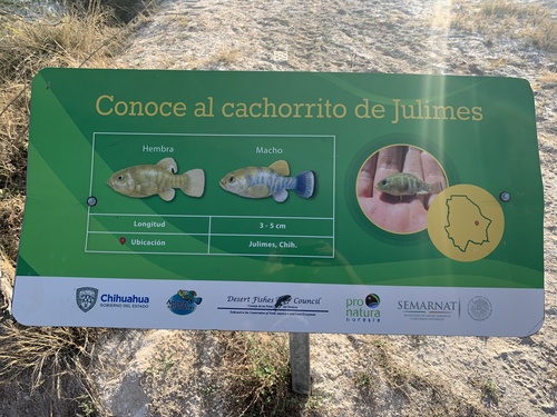 Julimes Pupfish