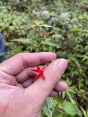 Ruellia coccinea