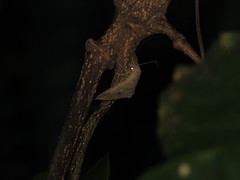 Ericeia subcinerea