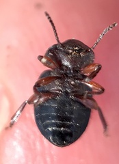 Notibius puberulus