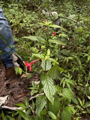 Ruellia coccinea