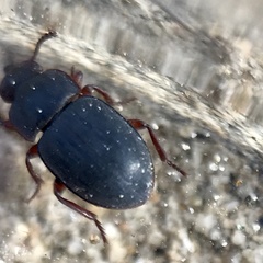 Notibius puberulus