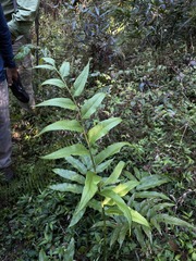 Meniscium reticulatum