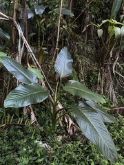 Dieffenbachia seguine