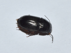 Barysomus