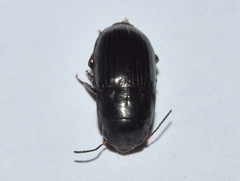 Barysomus