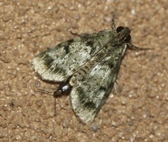 Stericta chlorophoena