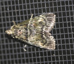 Orthaga atribasalis