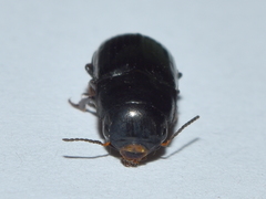 Barysomus