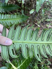 Cyathea horrida