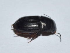 Barysomus