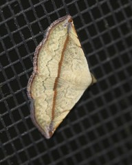 Eublemma perversicolor