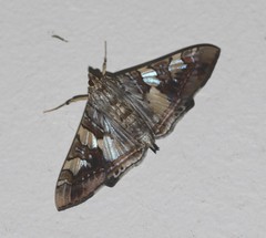 Glyphodes cosmarcha