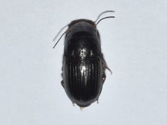 Barysomus
