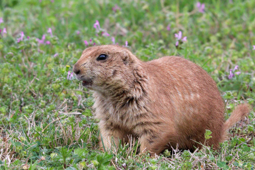 Black-tailed Prairie Dog