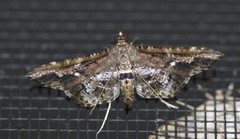 Merodictya marmorata